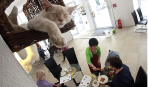 Para tamu yang sedang asyik mencicipi cappuccinno bisa bercanda dengan kucing milik Andrea Levine.