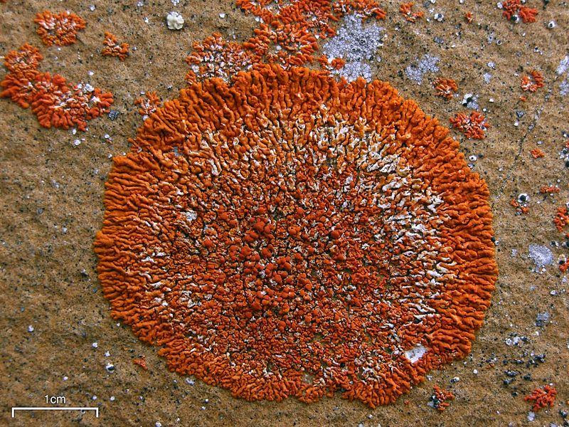 The most beautiful fungus in the world