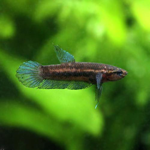 観賞魚 金魚 キャットフード店 熱帯魚 ベタ ペルセフォン ワイルド １ペア 沖縄別途送料 北海道 九州航空便要保温 Charm