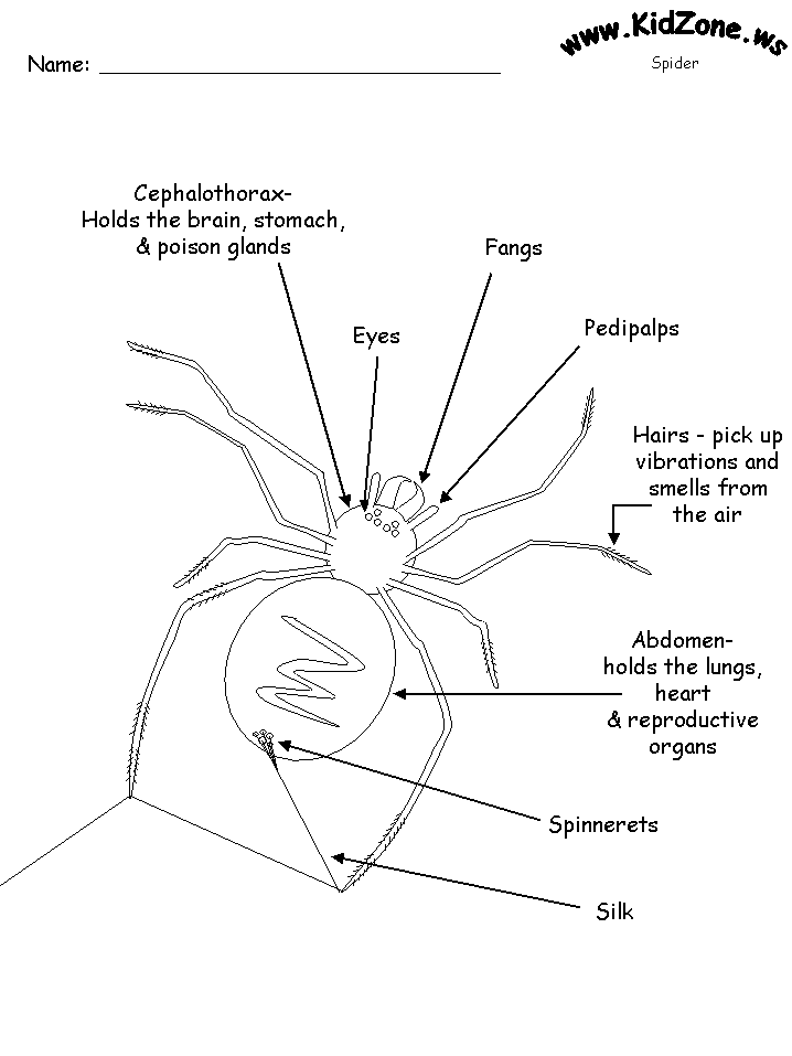spiderlabel1