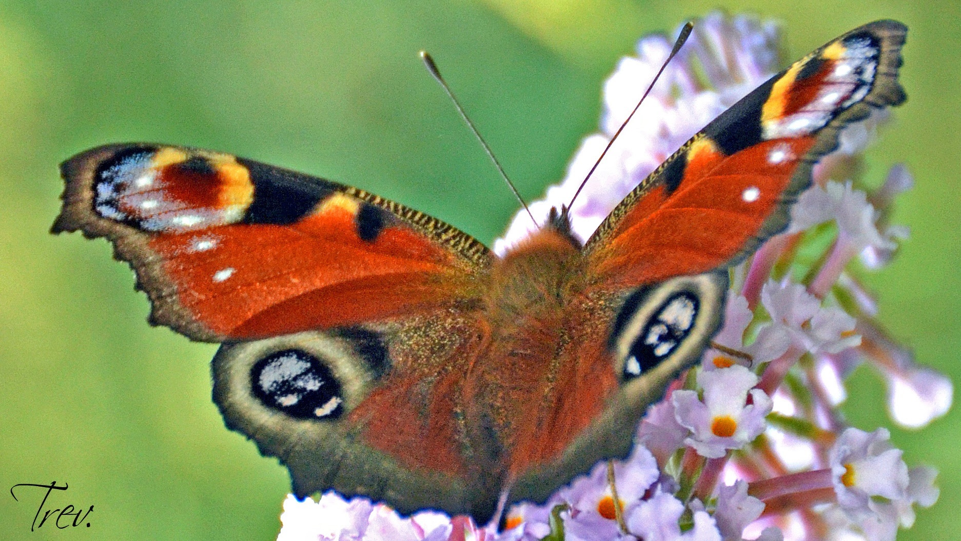 14699250824_8f8d00744d_o