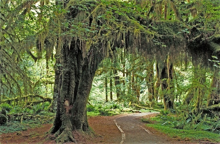 AD-The-34-Most-Beautifu-Forests-In-The-World-23