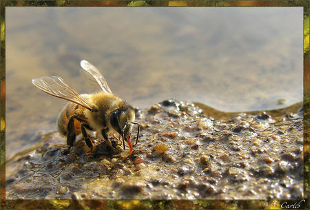 Abeille_052828