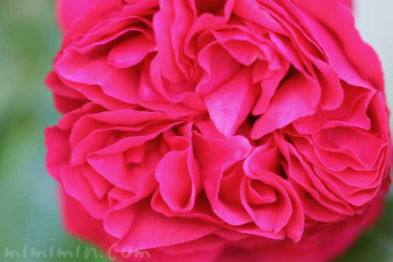 バラの花言葉 名前の由来 薔薇の花の写真 みみみんブログ