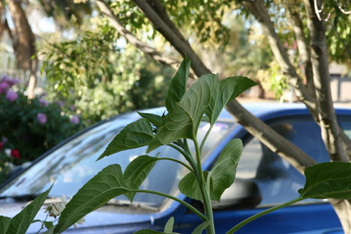 Sunflower