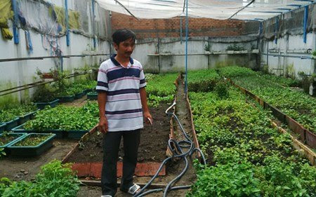 Anh Bùi Ngọc Minh Tâm và cách trồng rau sạch của gia đình