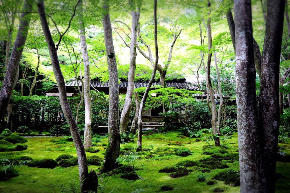 あたり一面 緑 の世界 日本庭園の美を体感する 祇王寺