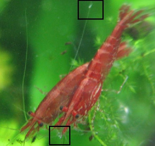 害虫の対策法 小倉シュリンプ