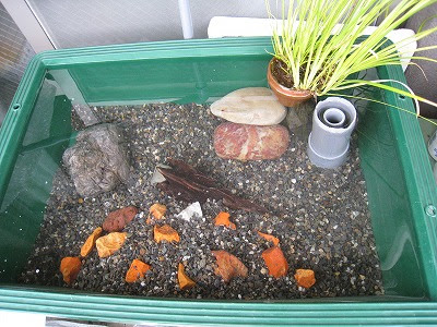 ベランダ水槽diy その６ 愛するメダカたち