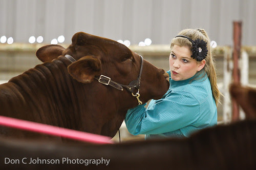 Terrell FFA Holiday Heifer Show-2268