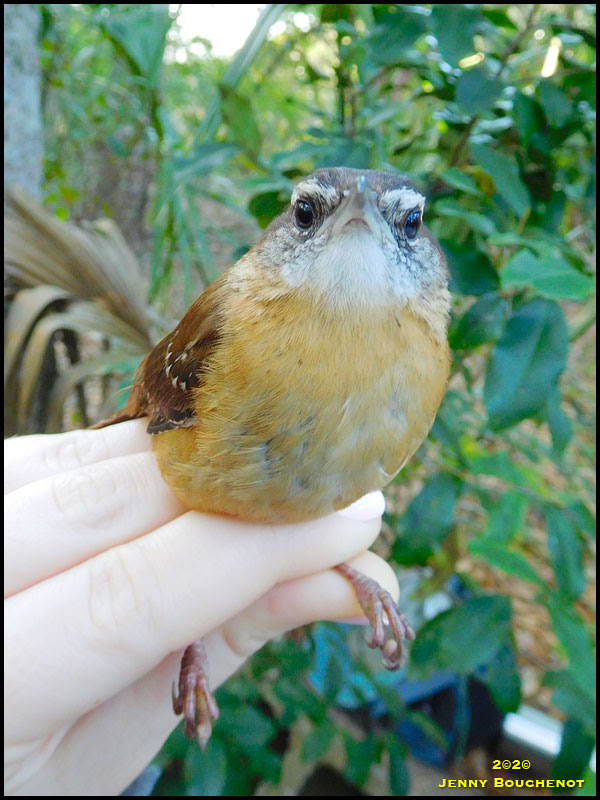 Carolina Wren