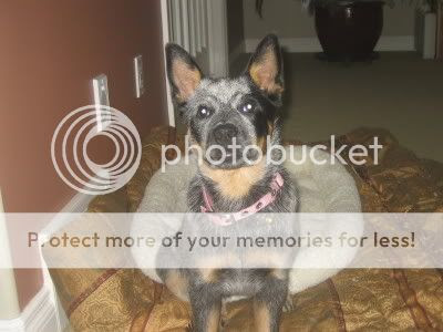 Photobucket - Video and Image Hosting