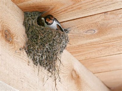Designing A Barn Swallow Nest Themed Room With Silo Structure