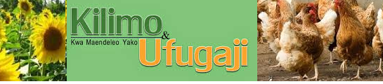 Judul Blog