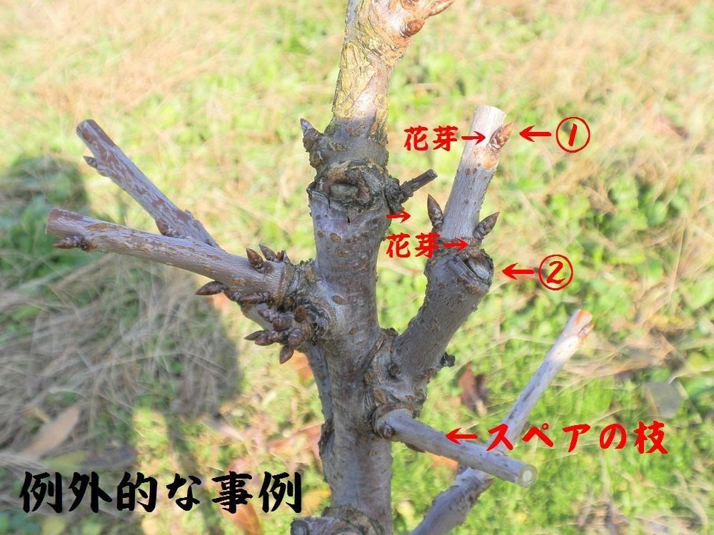 続編 春ちゃん の葉芽一芽残し剪定 S F Takaさんの桜桃栽培64 ウイークエンド果樹栽培 トピックス