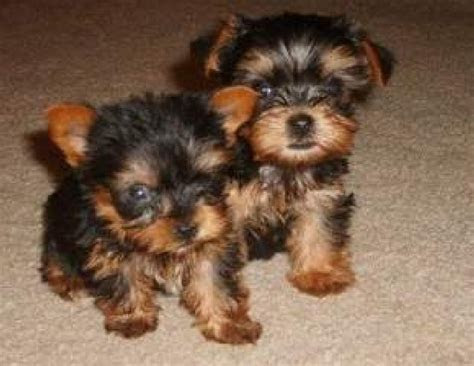 teacup yorkie puppies   home adoption
