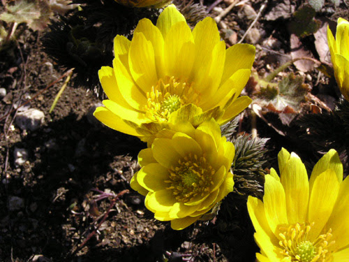 フクジュソウ アドニス Adonis キンポウゲ科 Ranunculaceae