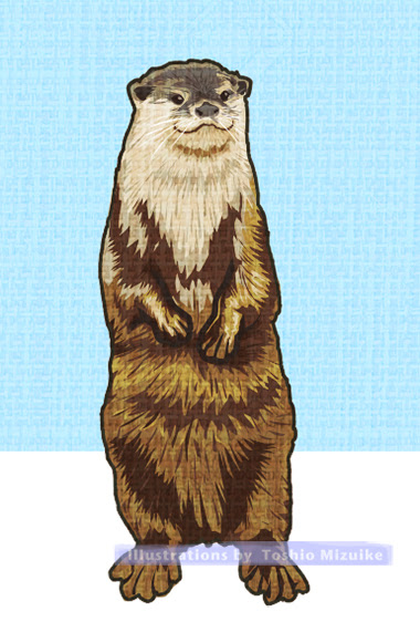 カワウソの絵 Mitolier ミトリエ
