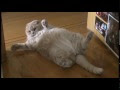 Baby Scottish Fold cat: cute munchkin kitten! Fat cats, pampered