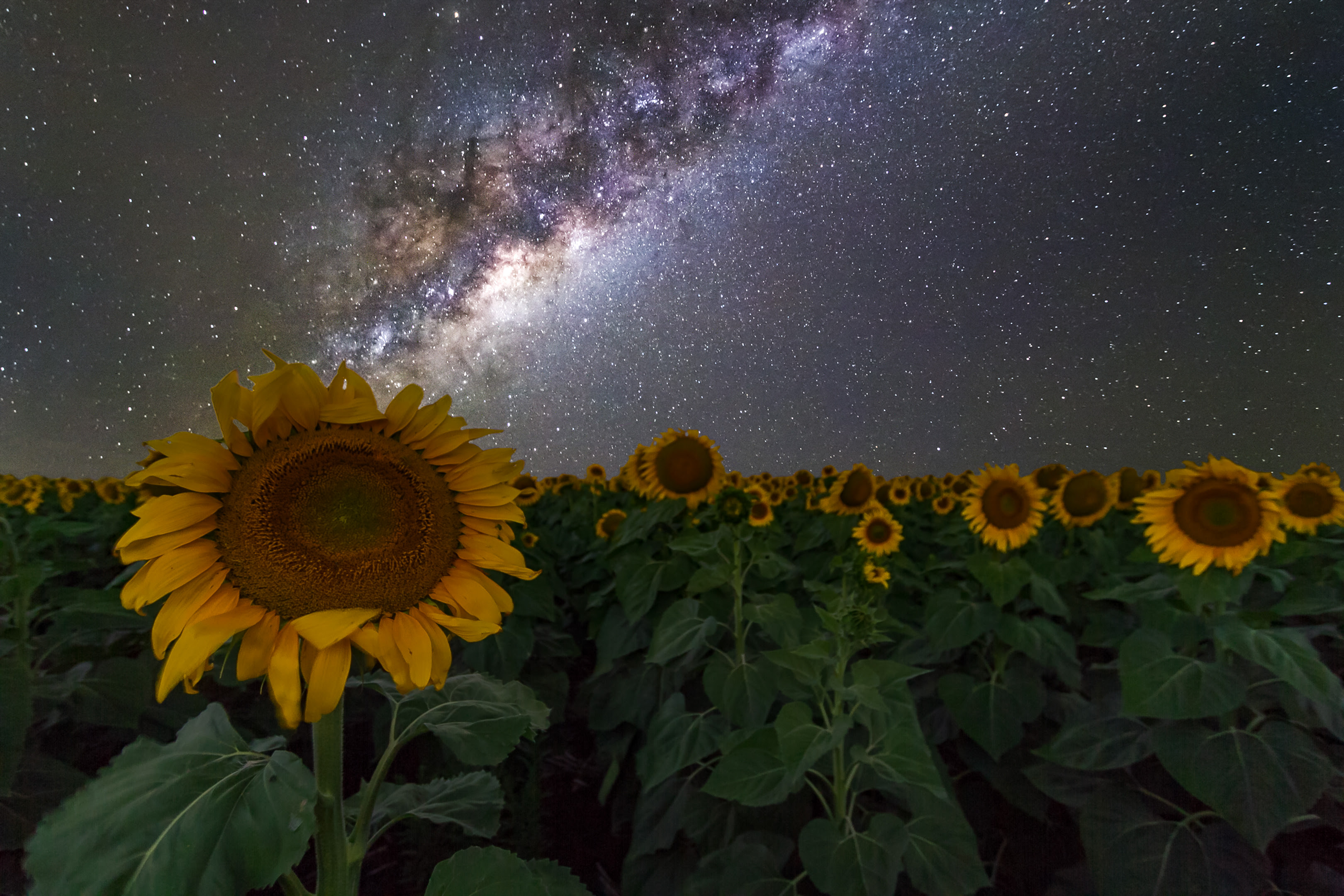 sunflowers and sky