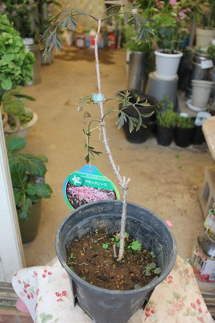 エルダーフラワー お庭の備忘録