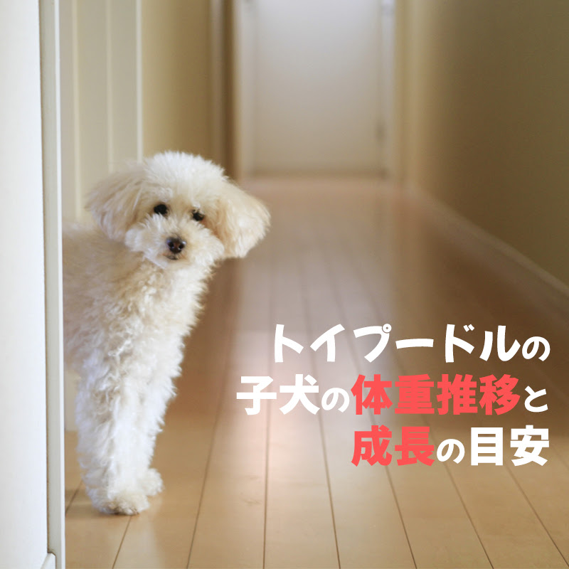 トイプードルの子犬の体重推移と成長の目安 成長に合ったドッグフードも教えます 犬の総合情報サイト ペットスマイルニュースforワンちゃん