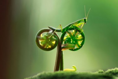 Louva-a-deus de bike?