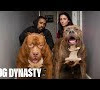 King Kong Dog Dynasty