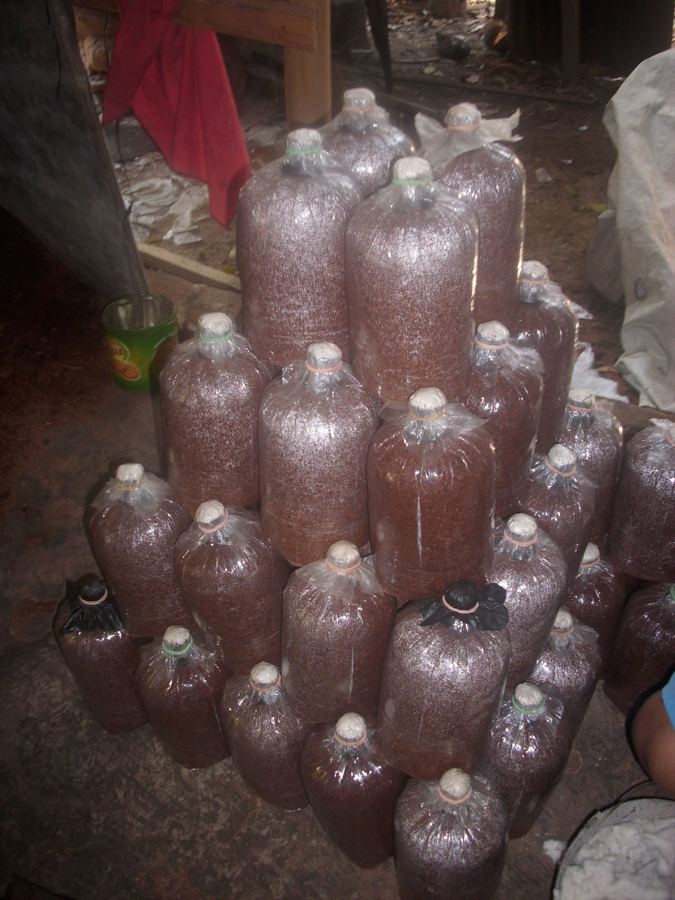 Foto Foto Pembuatan Bibit Jamur Tiram Wadiyo sBlog Foto Foto Pembuatan Bibit Jamur Tiram Wadiyo sBlog