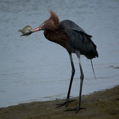 Reddish Egret: Bolsa Chica Wetlands