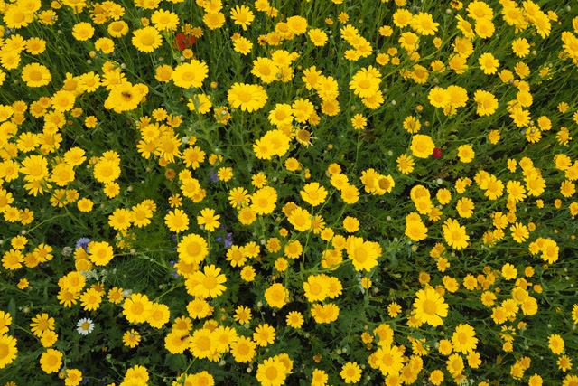 London Escape: Coworth Park