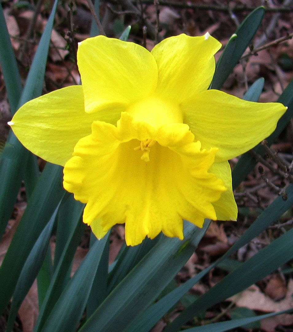 Daffodil photo IMG_5751a_zps6c1e7041.jpg