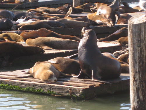 Leoni Marini al Pier 39