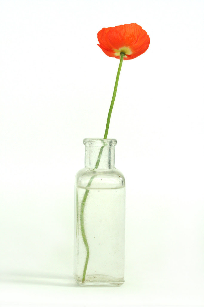 poppy back