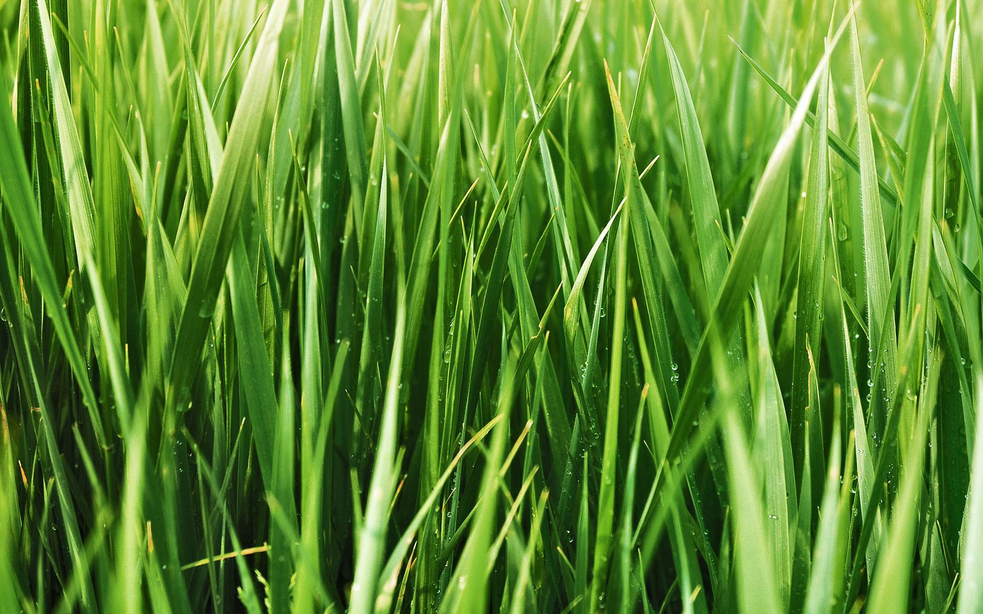 Hd Grass Wallpapers Wallpaper Cave Afalchi Free images wallpape [afalchi.blogspot.com]