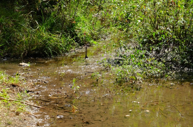 めだか池 奈良県大和郡山 水辺遍路