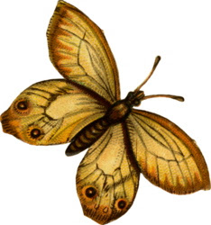 Butterflies Tattoos, Butterflies Design, Best Butterflies, Butterflies Tattoos, Butterfly Pictures, Butterflies Galleries, Free Butterfly Image, Personal Best Butterfly 