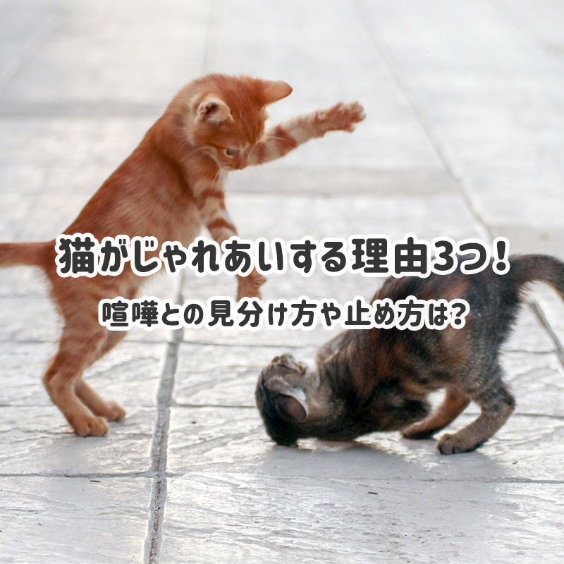 猫がじゃれあいする理由3つ 喧嘩との見分け方や止め方は