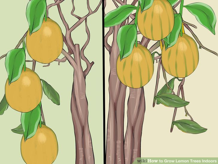 Grow Lemon Trees Indoors Step 1 Version 2.jpg