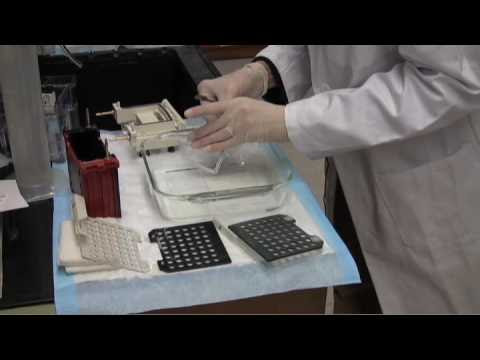 Western blot transfer - YouTube