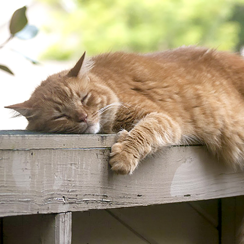 猫が夏バテでご飯を食べない 夏バテの症状 対策とフードにできる工夫とは 猫の総合情報サイト ペットスマイルニュースforネコちゃん