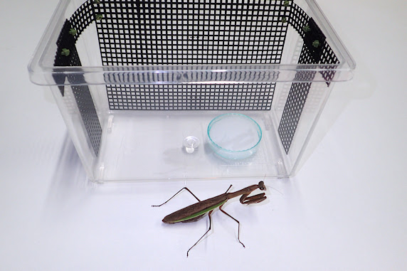 カマキリに水飲み場を設置 ぁぃの飼育ブログ
