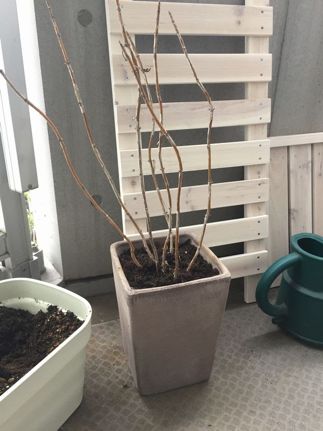 日陰でも咲くアジサイ アナベルの育て方 観葉植物ブログ緑組 植物の育て方