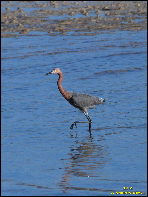 Reddish Egret