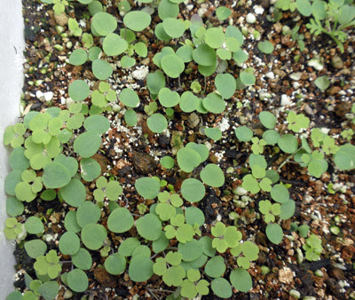 オダマキの種まきと育て方です 狭い庭を花いっぱいにする育て方 楽天ブログ