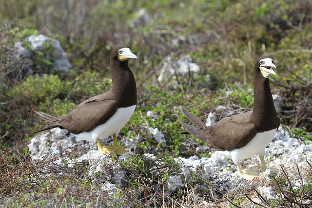 Cayman Islands, birds, stamps, animals