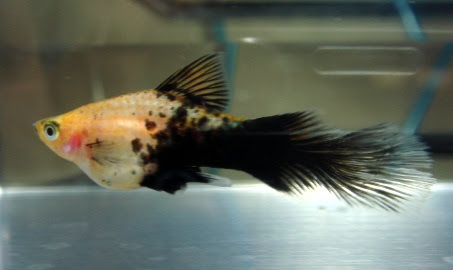 プラティの森 プラティ