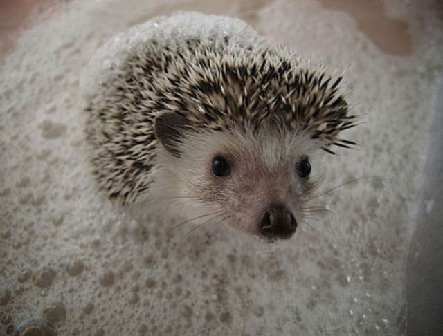 These funny animals