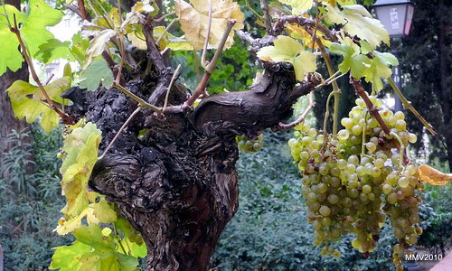 La parra del bar Nino