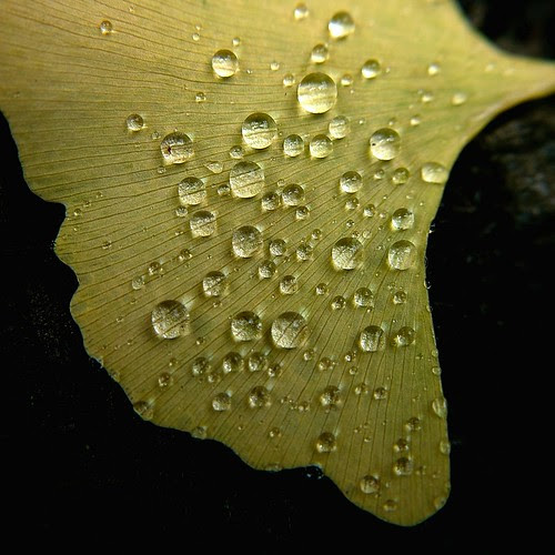 water drops on a ginkgo leaf